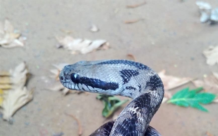 Forsten's cat snake photo 3
