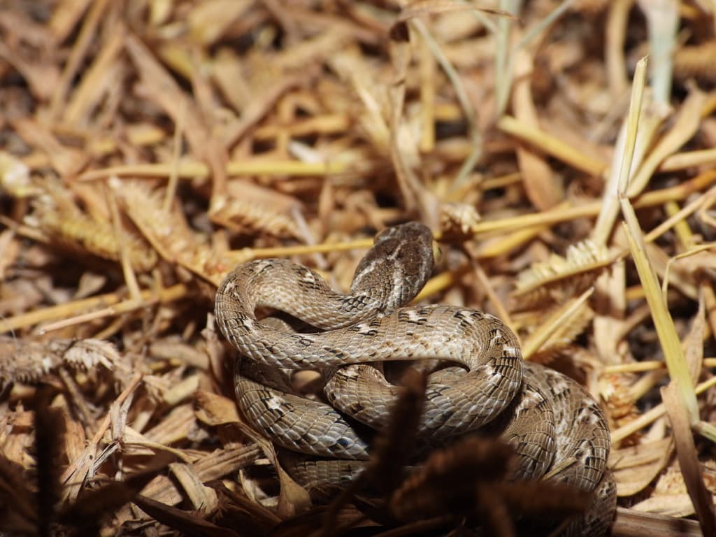 Common cat snake photo 2