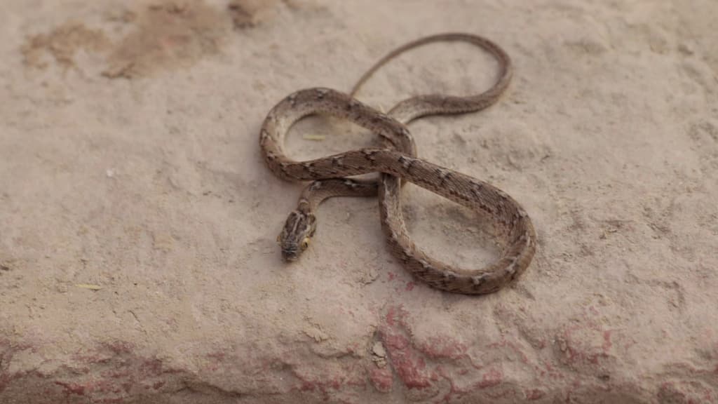 Common cat snake photo 3
