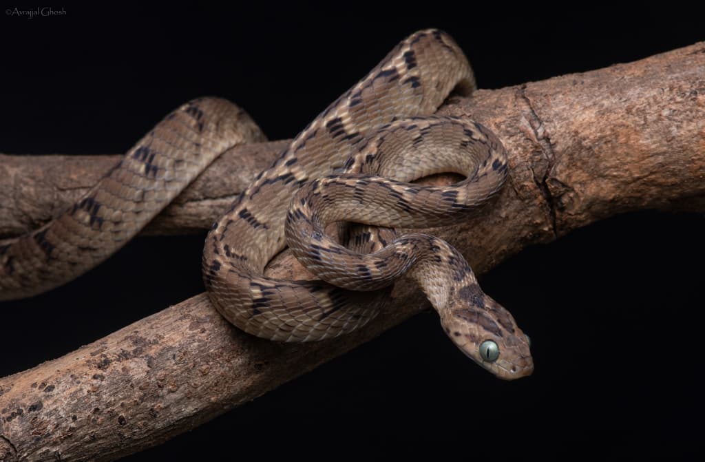 Common cat snake photo 4
