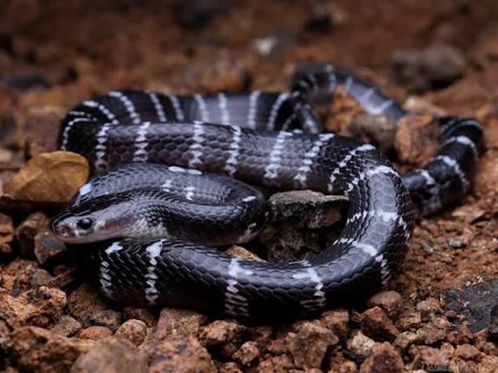 Common krait photo 2