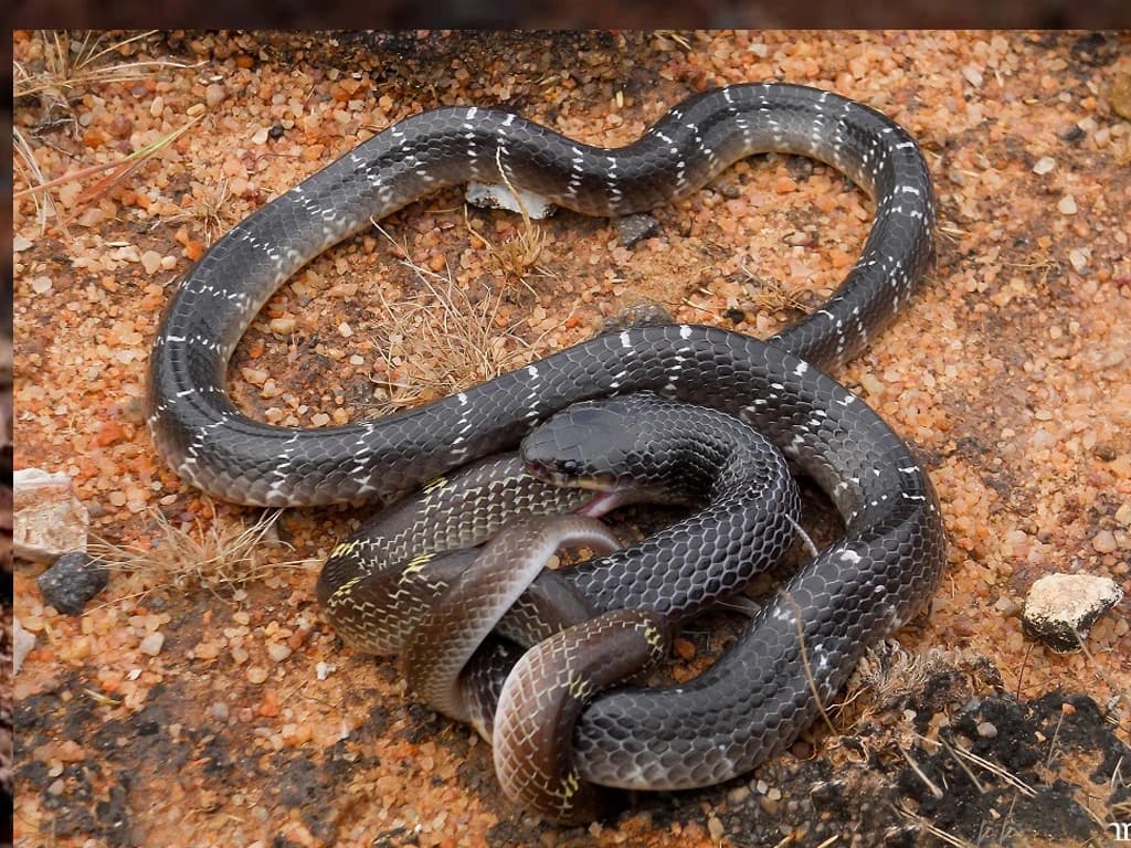 Common krait photo 3