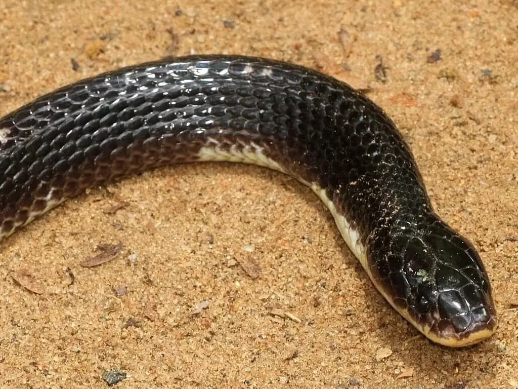 Common krait photo 4
