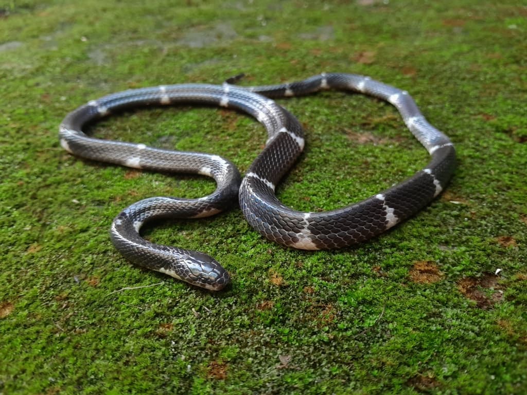 Sri Lanka krait photo 2