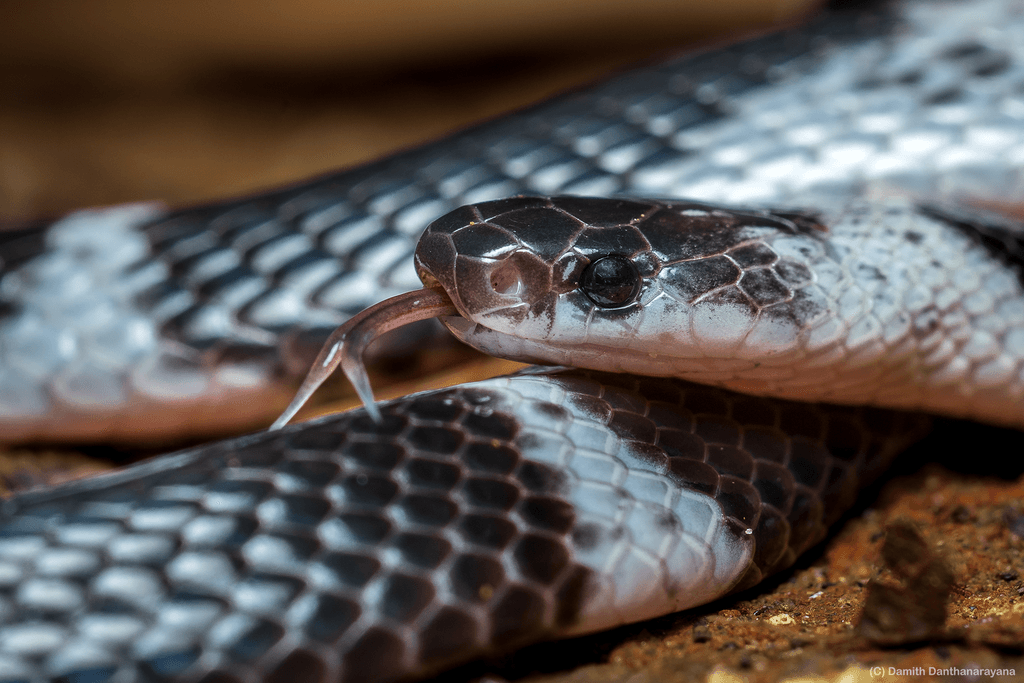 Sri Lanka krait photo 3