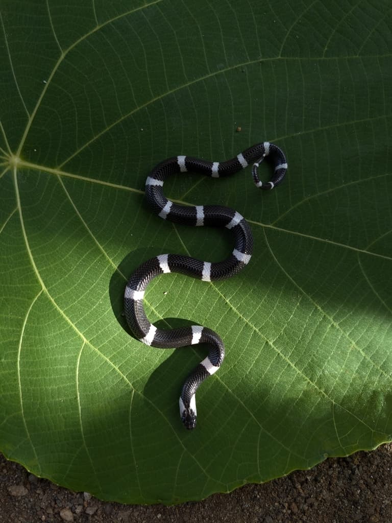 Sri Lanka krait photo 4