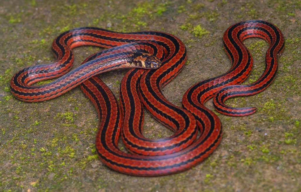 Indian coral snake photo 2