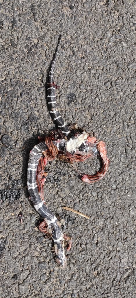 Indian coral snake photo 3
