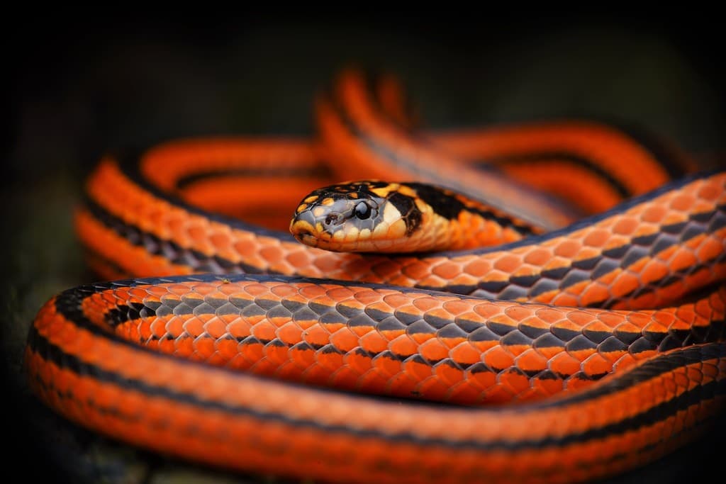 Indian coral snake photo 4