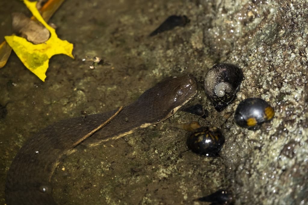 Dog-faced water snake photo 2