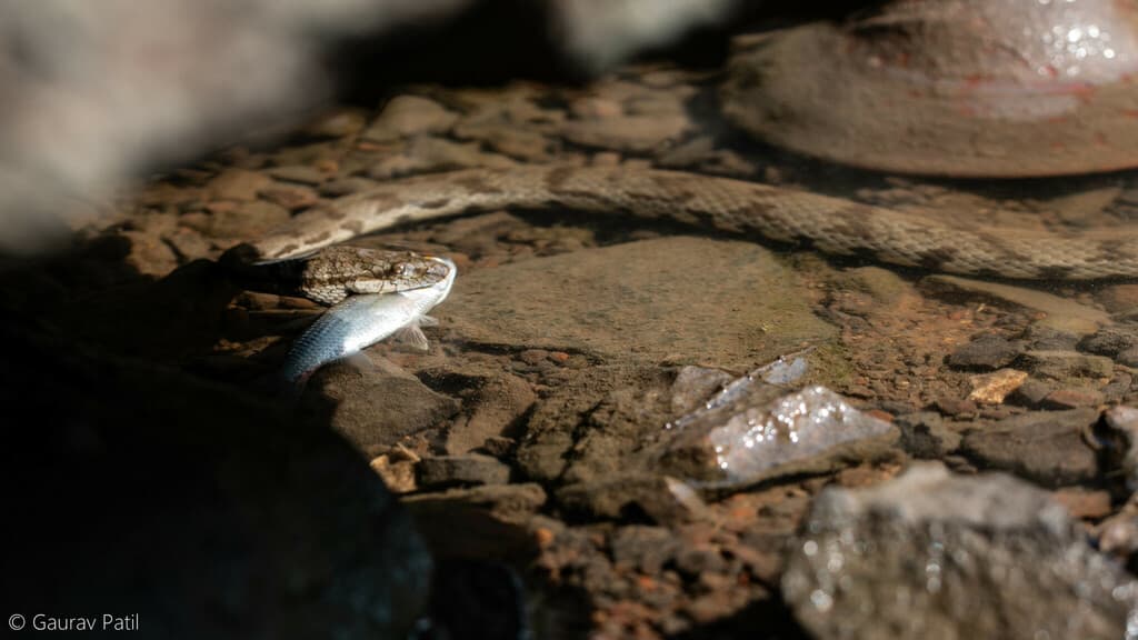 Dog-faced water snake photo 3