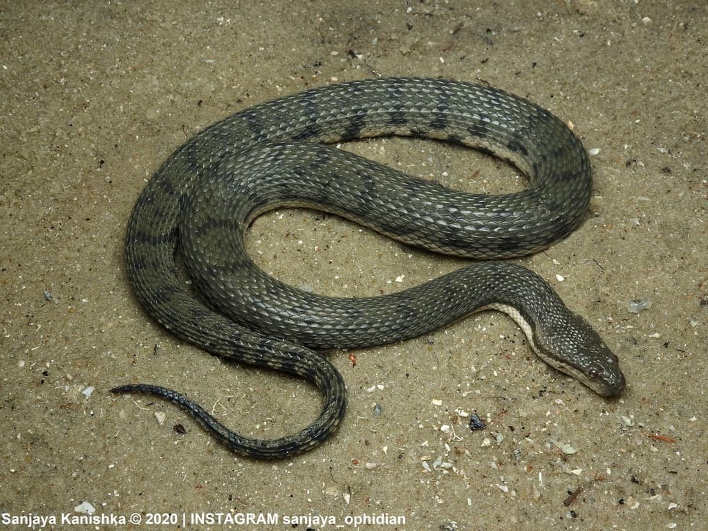 Dog-faced water snake photo 4