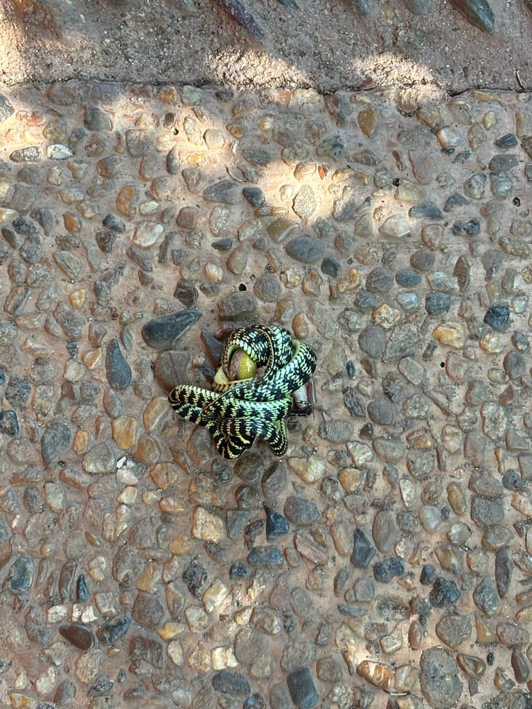 Ornate flying snake