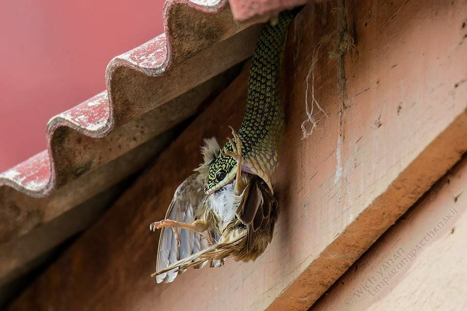 Ornate flying snake photo 2