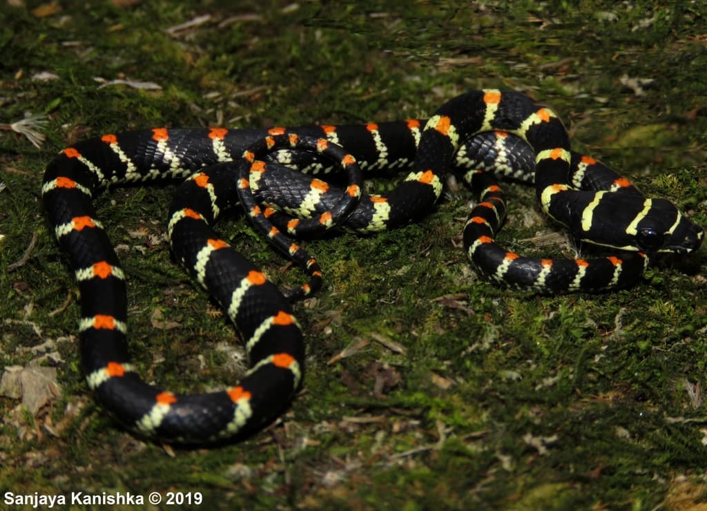 Ornate flying snake photo 3