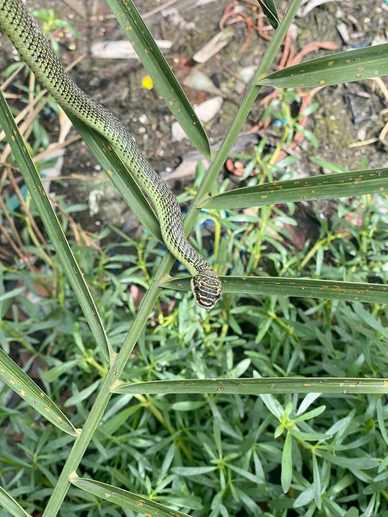 Ornate flying snake photo 4
