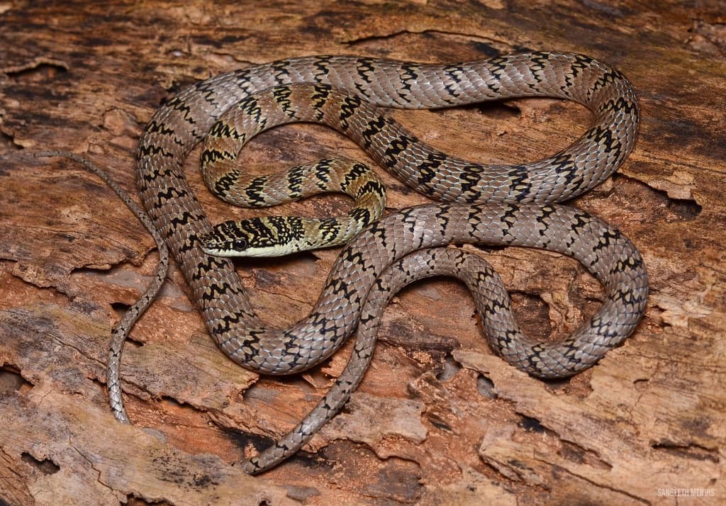 Sri Lanka flying snake photo 2