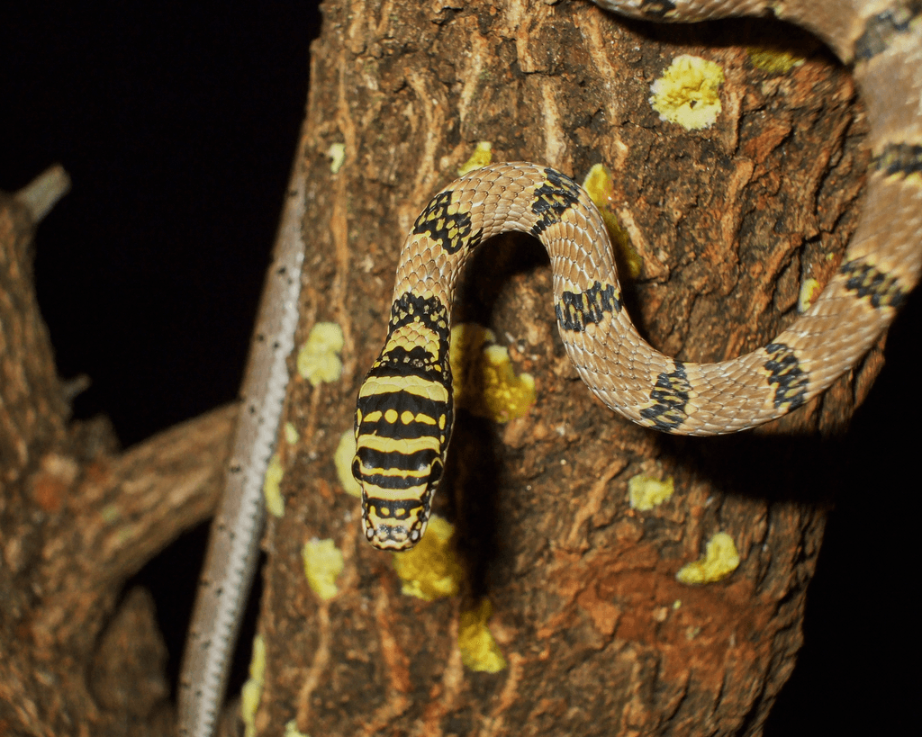 Sri Lanka flying snake photo 3