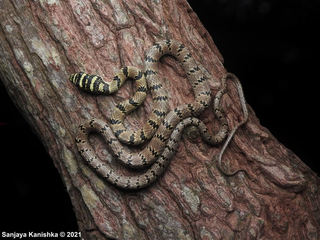 Sri Lanka flying snake photo 4