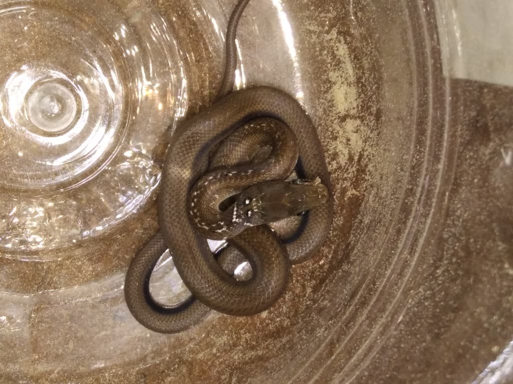 Trinket snake photo 2