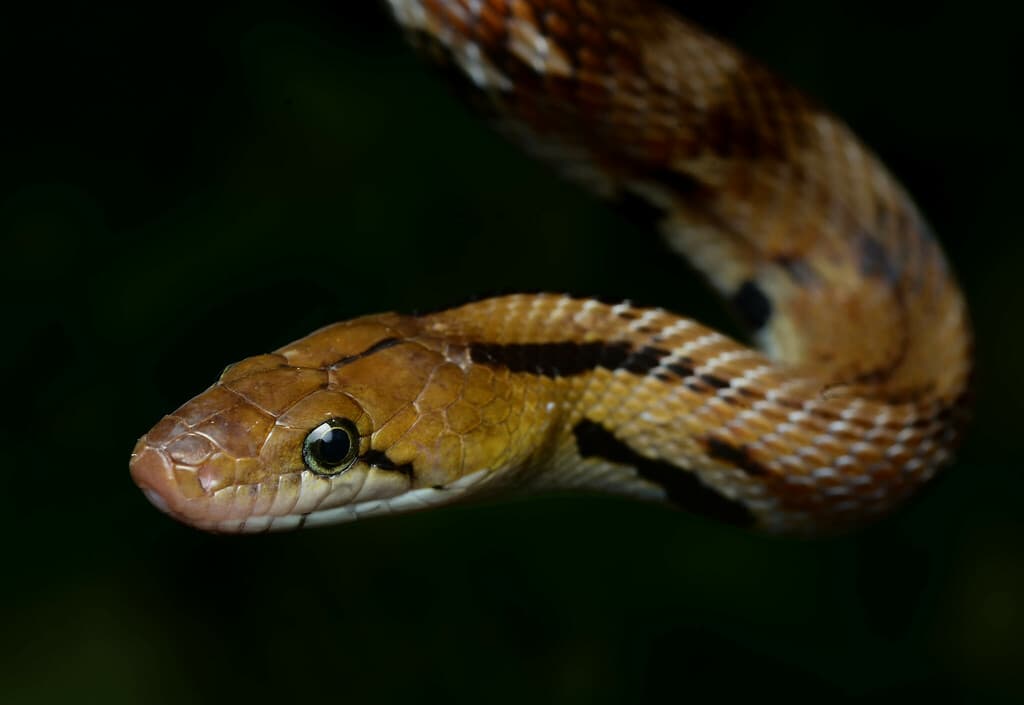 Trinket snake photo 3