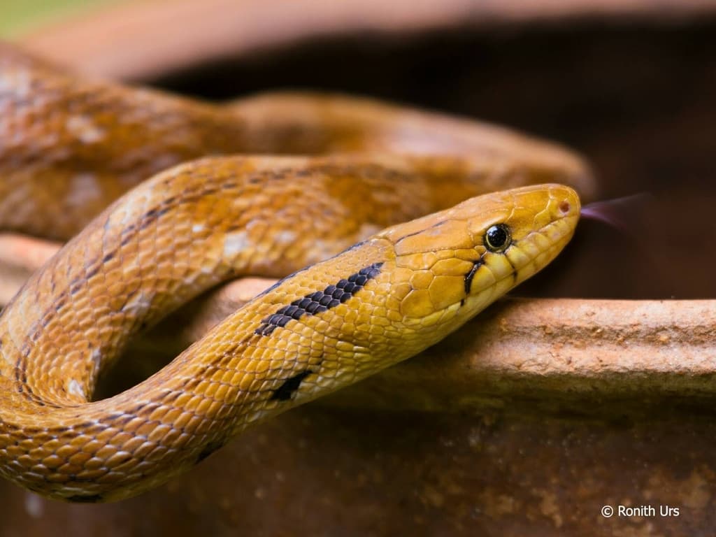 Trinket snake photo 4
