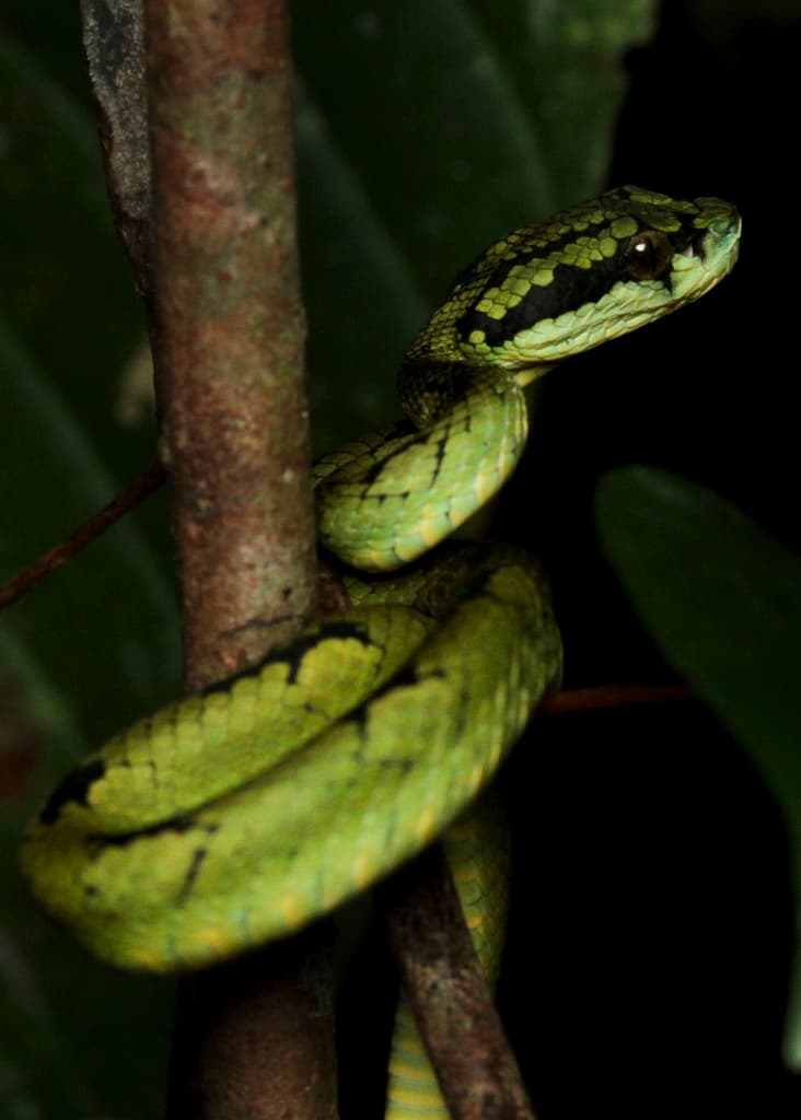 Sri Lanka green pit viper photo 2
