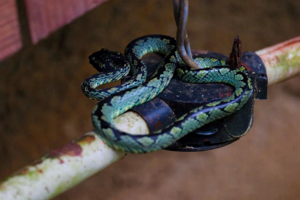 Sri Lanka green pit viper photo 3