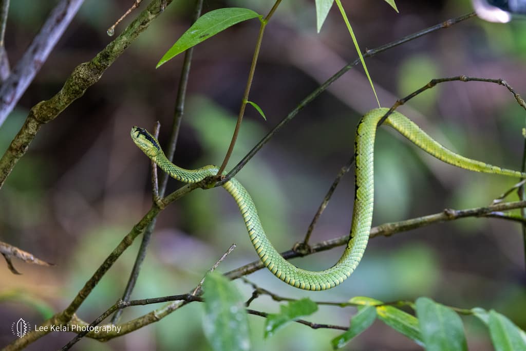 Sri Lanka green pit viper photo 4