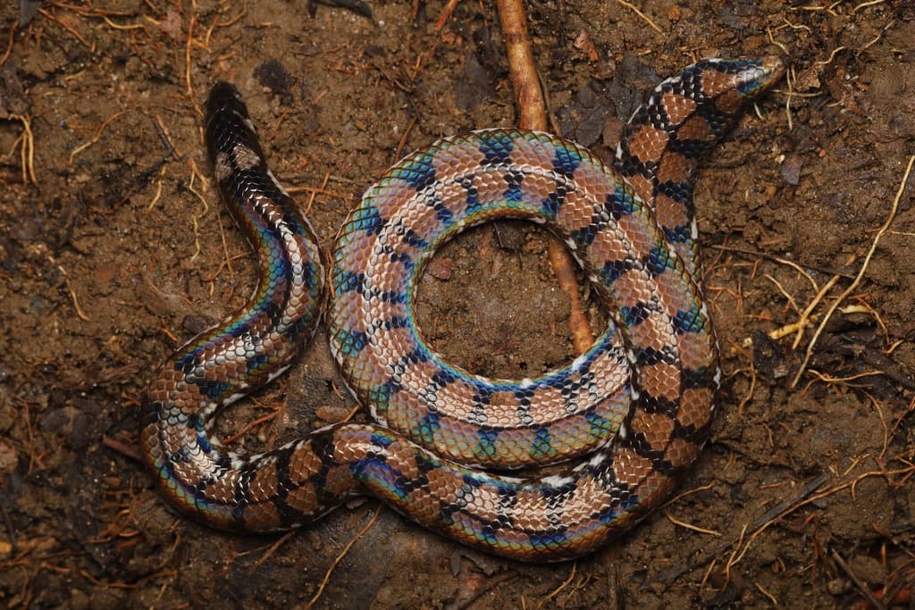 Sri Lanka pipe snake photo 2