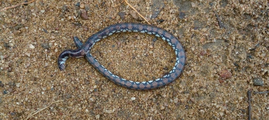 Sri Lanka pipe snake photo 3
