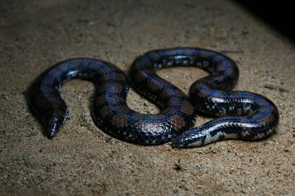 Sri Lanka pipe snake photo 4