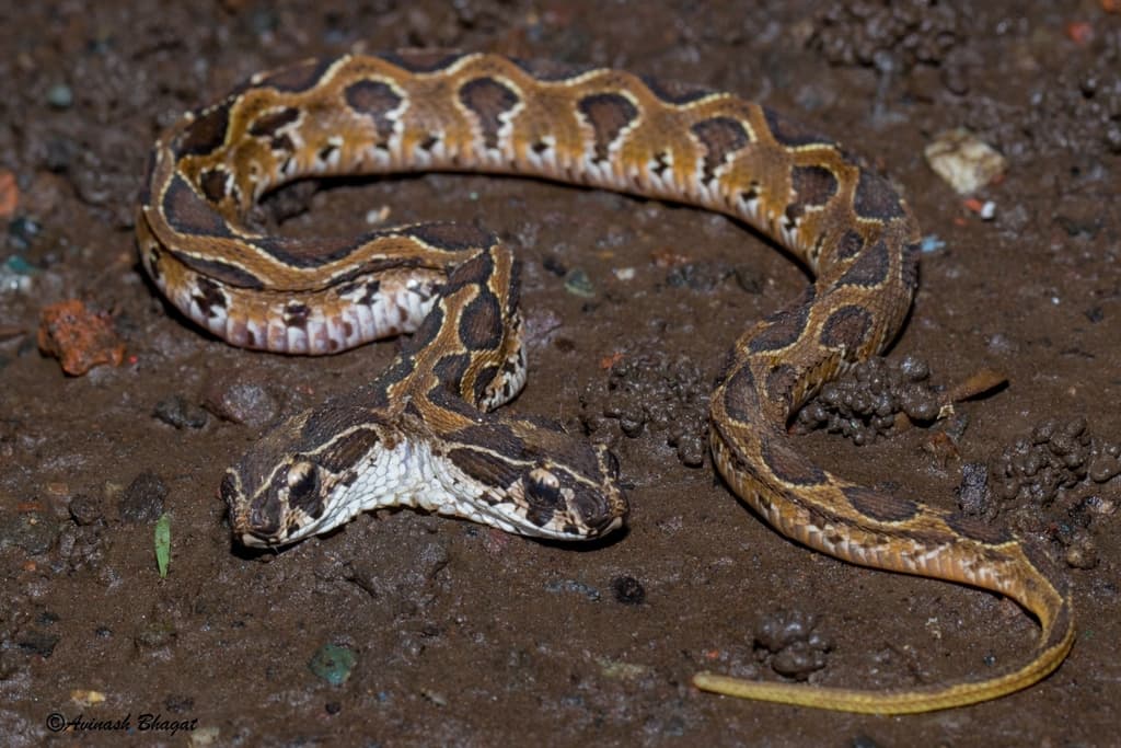 Russell's viper photo 2
