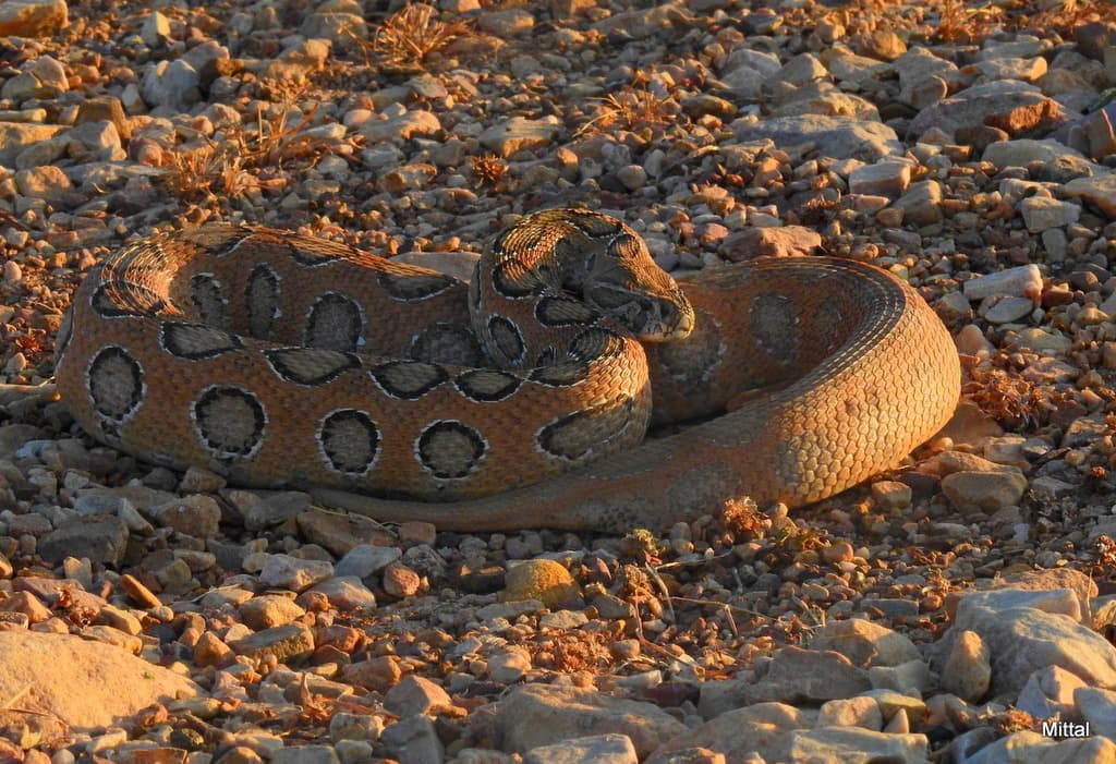 Russell's viper photo 3