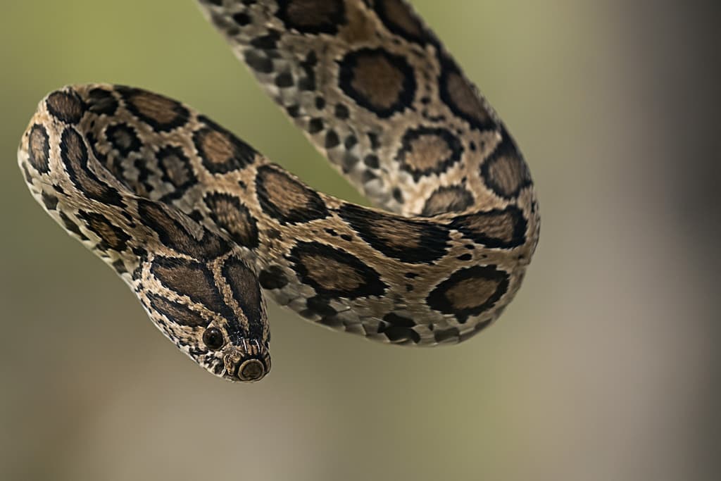 Russell's viper photo 4