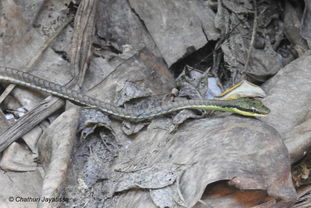 Boulenger's bronzeback photo 2