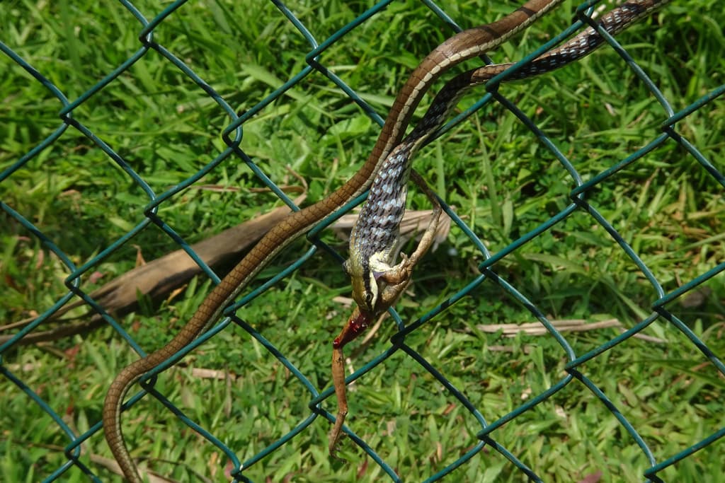 Boulenger's bronzeback photo 3