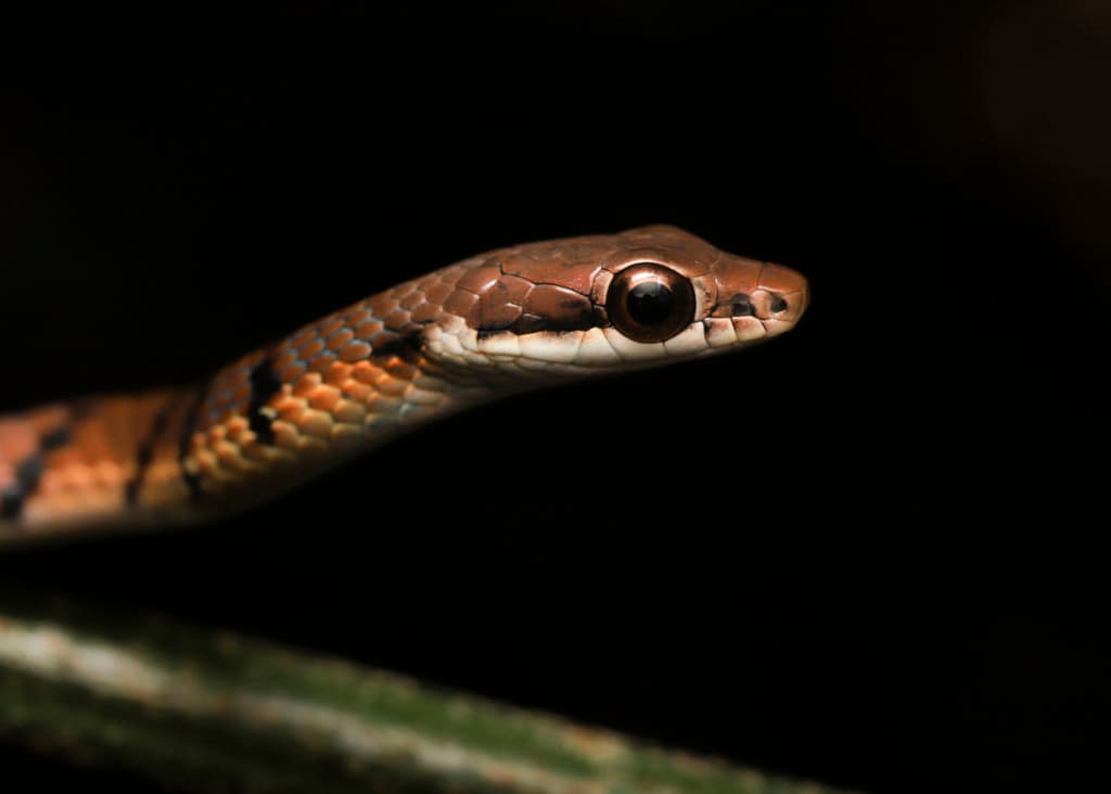 Stripe-tailed bronzeback