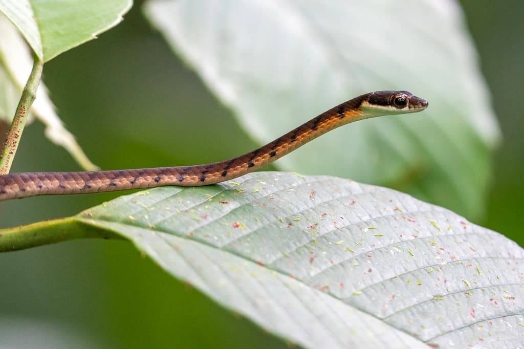 Stripe-tailed bronzeback photo 2