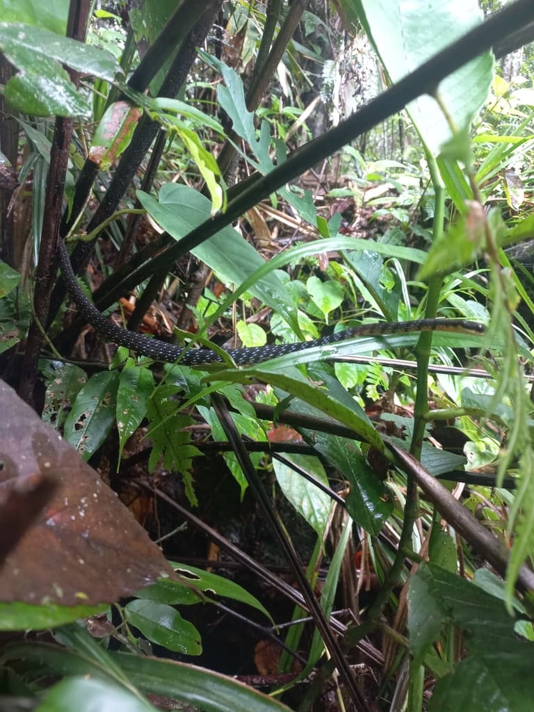 Stripe-tailed bronzeback photo 3