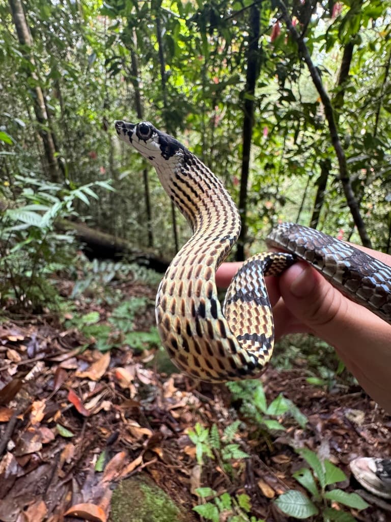 Sinharaja bronzeback