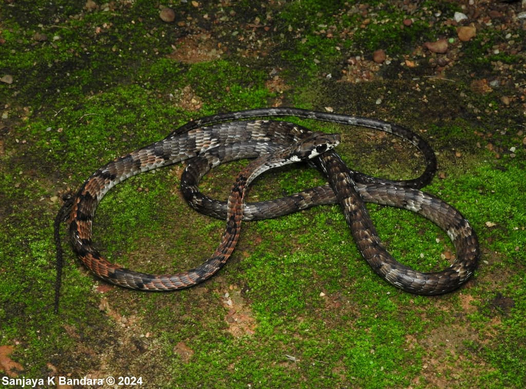 Sinharaja bronzeback photo 2
