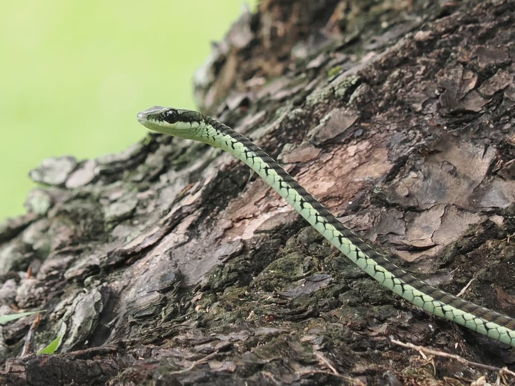 Schokar's bronzeback photo 4