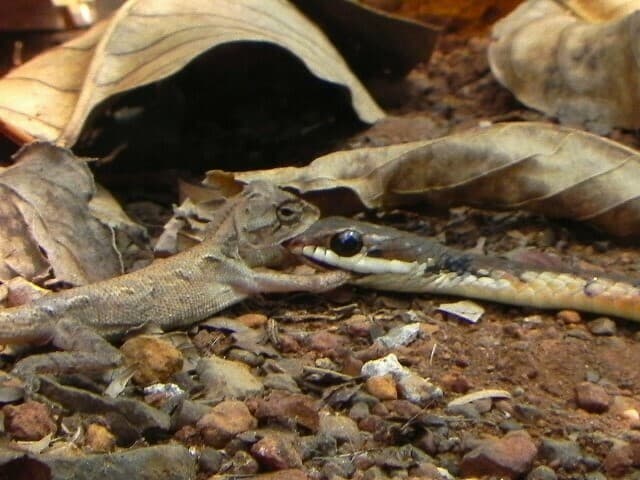 Common bronzeback tree snake