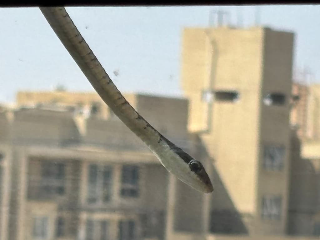 Common bronzeback tree snake photo 2