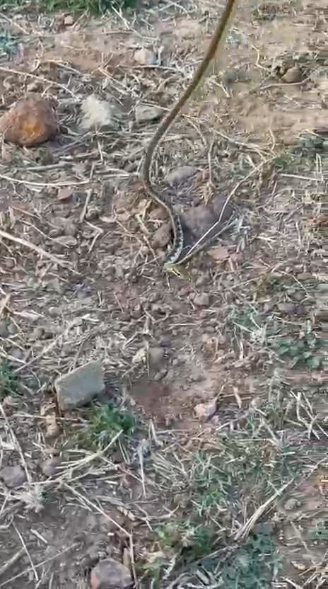 Common bronzeback tree snake photo 3