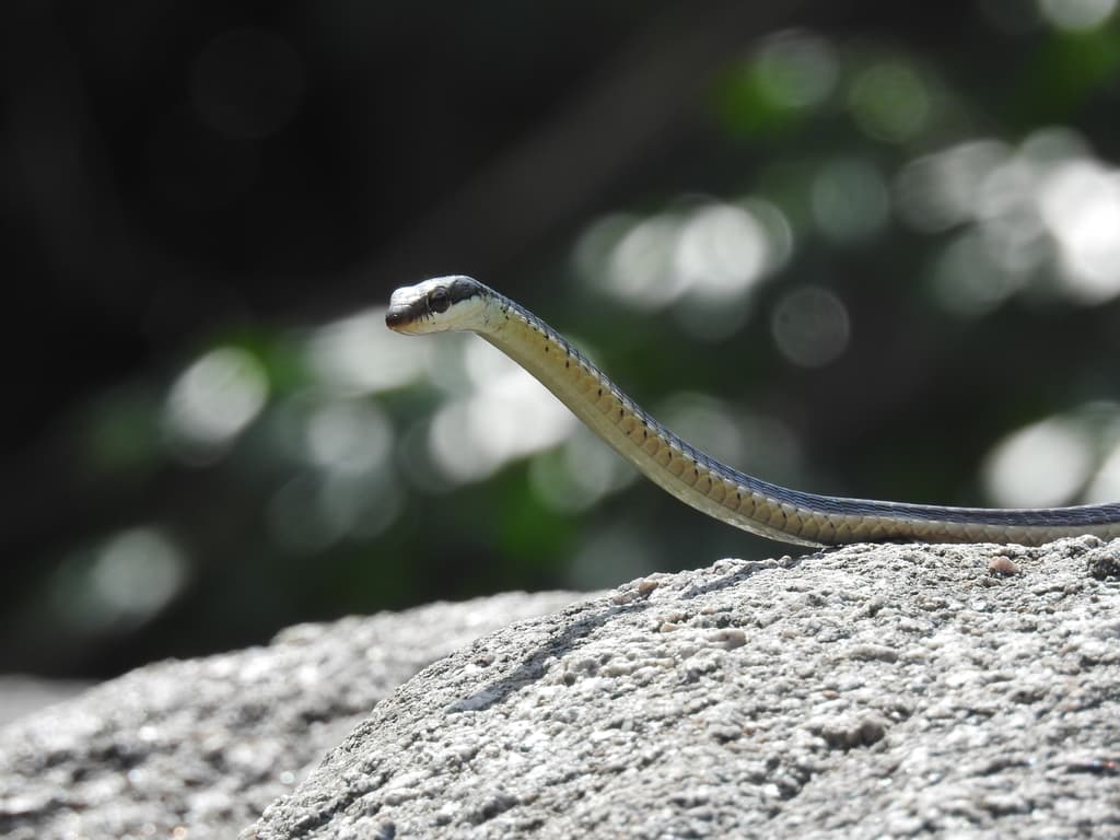 Common bronzeback tree snake photo 4
