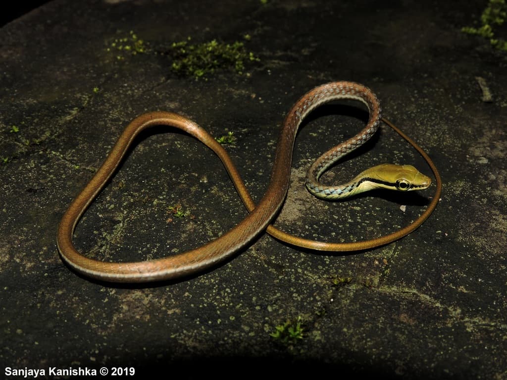 Wickramasinghe's bronzeback photo 2