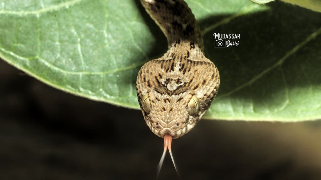 Saw-scaled viper photo 2