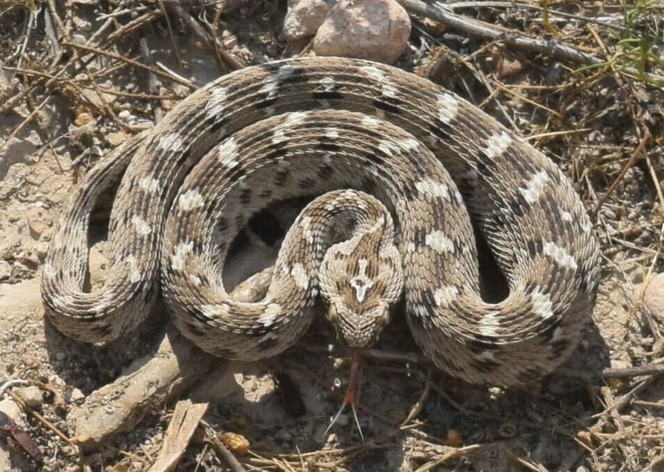 Saw-scaled viper photo 3